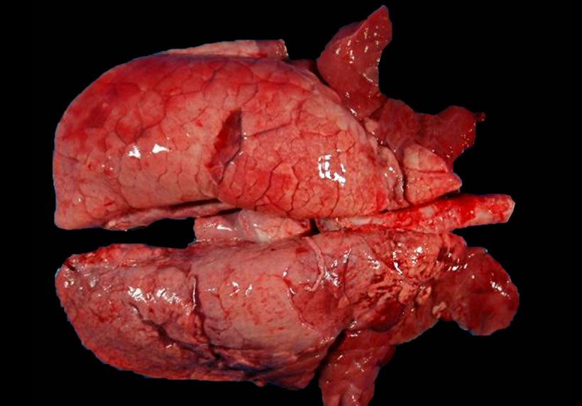 Figure&nbsp;4. Pig lung with co-infection of&nbsp;M. hyopneumoniae&nbsp;and&nbsp;SIV. Red areas of consolidation in the&nbsp;cranioventral portions of the lung&nbsp;and some smaller areas in the&nbsp;diaphragmatic lobe. In these craniovental lesions, there are both lesions from&nbsp;M. hyopneumoniae and SIV, making it imposible to&nbsp;differentiate between&nbsp;them macroscopically.
